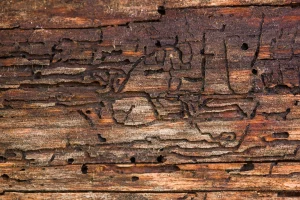 Traitement termites à Arcachon : solutions professionnelles et garanties pour votre habitat