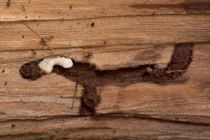 France Traitements - Traitement de termites Occitanie PACA