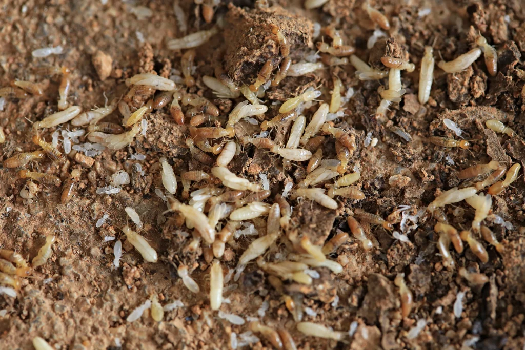 France Traitements - Traitement de termites Occitanie PACA