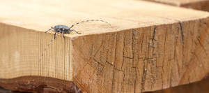 France Traitements - Traitement de termites Occitanie PACA