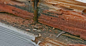 traitement des termites l'Hérault