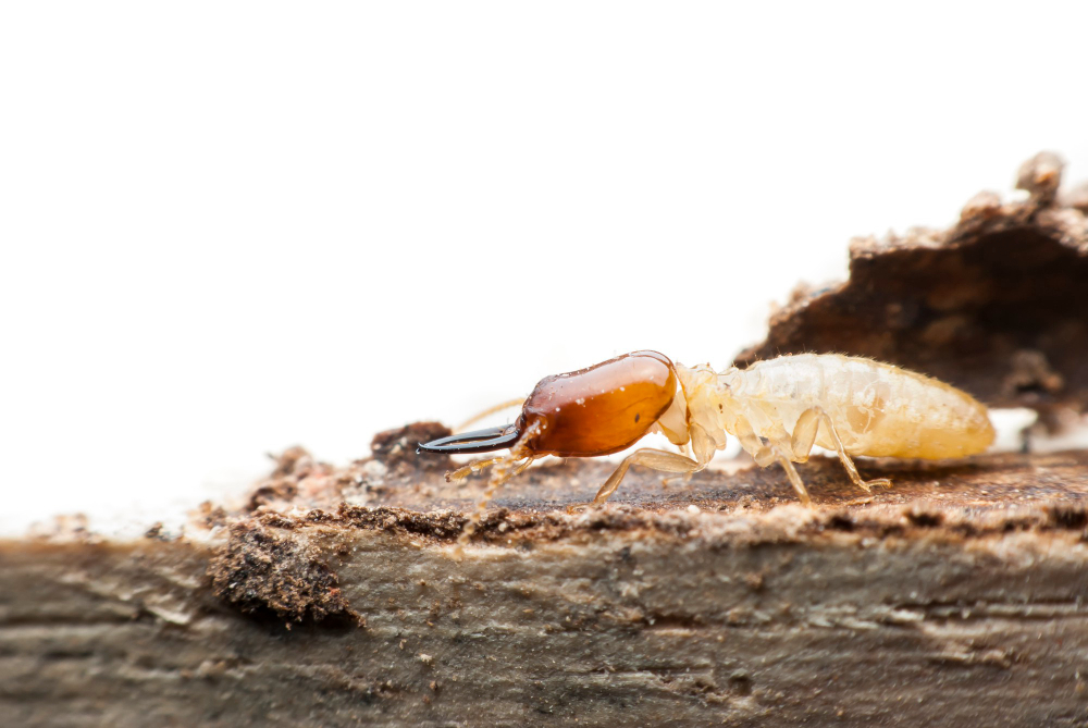 Expert en Traitement de Termite et Charpente en Haute-Garonne