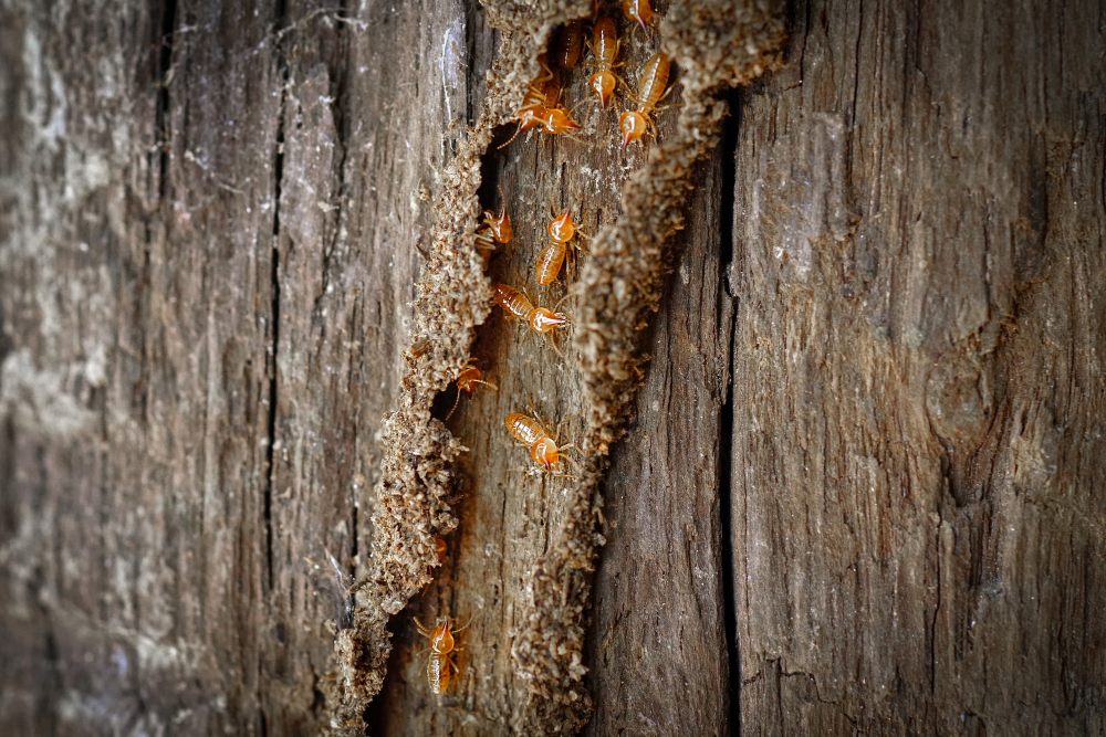 Traitement termites dans l'Aude