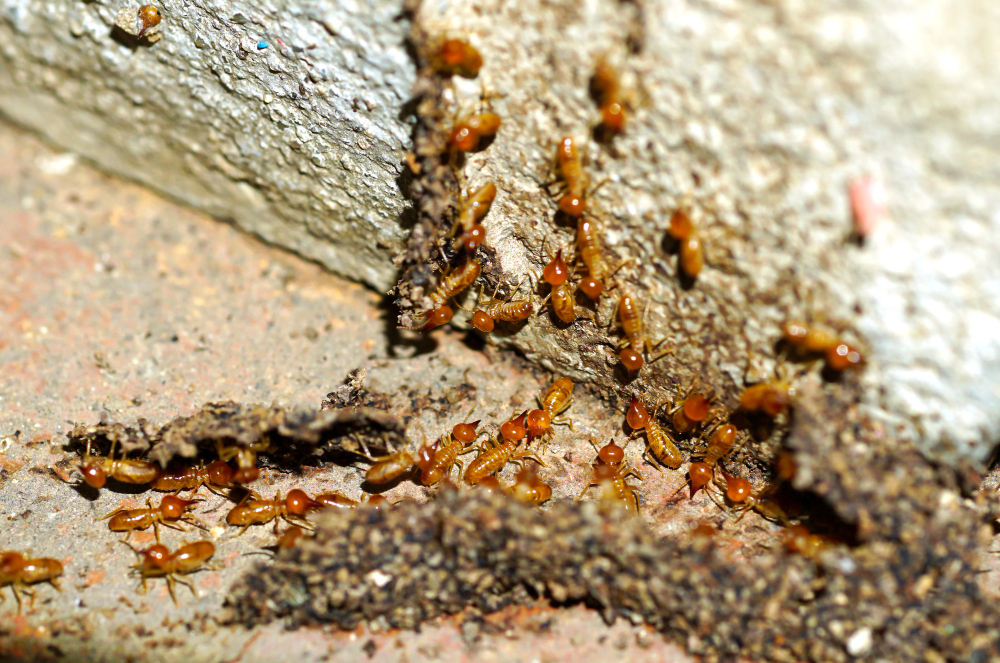 Traitement Anti-Termites et Préservation de Charpente dans les Pyrénées-Orientales