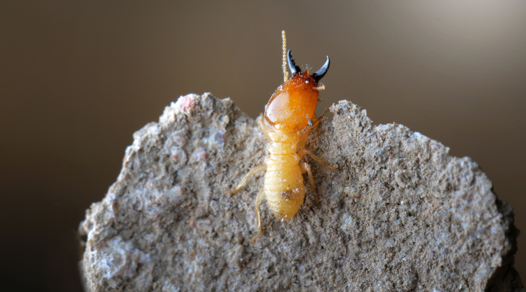 Traitement Anti-Termites et Préservation de Charpente Ariège