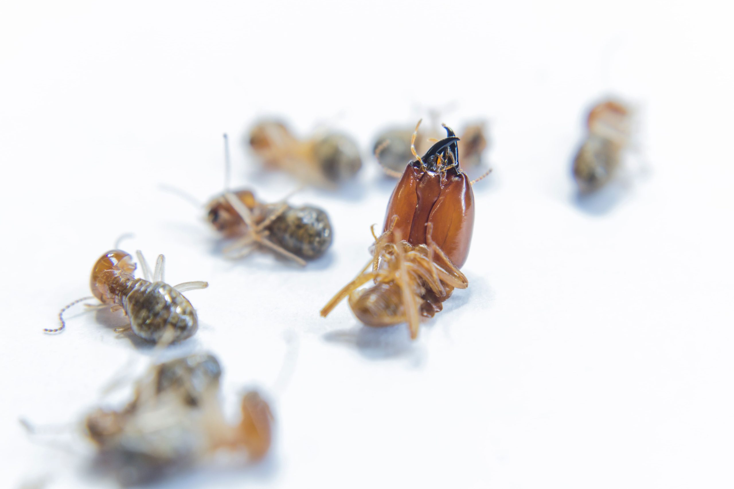Infestation de termites dans l'Hérault : comment détecter les signes précurseurs et agir avec un traitement adapté