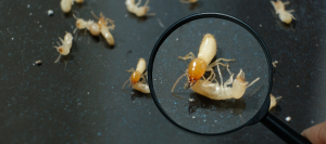 traitements-termites-beziers-montpellier