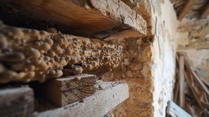 Évaluation des prix des traitements anti-termites
