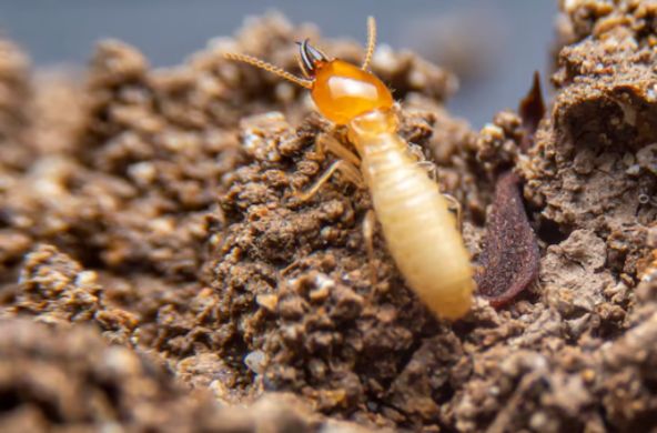 traitment termite lot