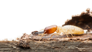 expertise-termites-gard-france-traitements