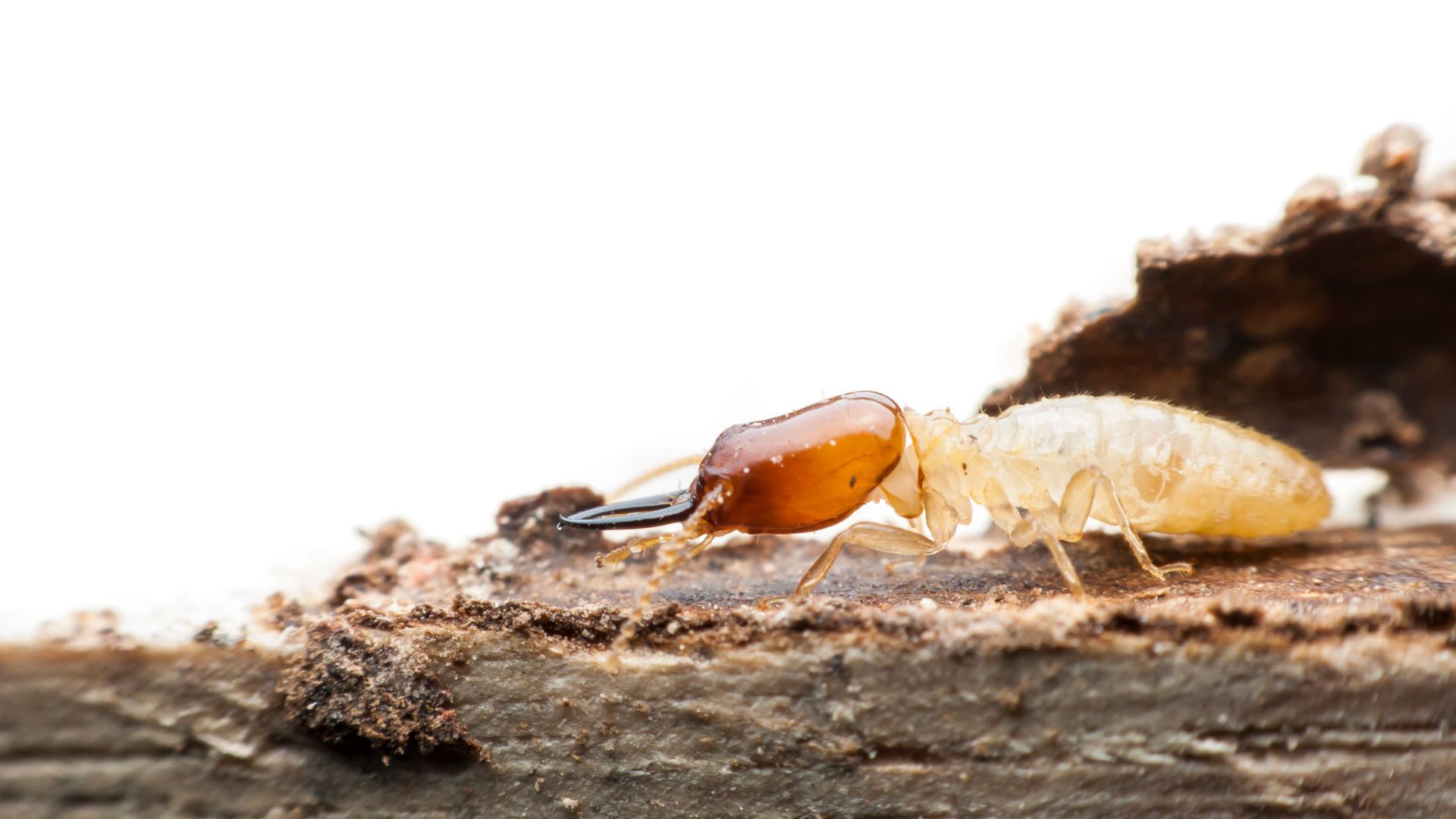 expertise-termites-gard-france-traitements