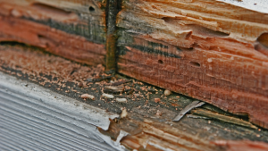 humidité termites hérault - France Traitements