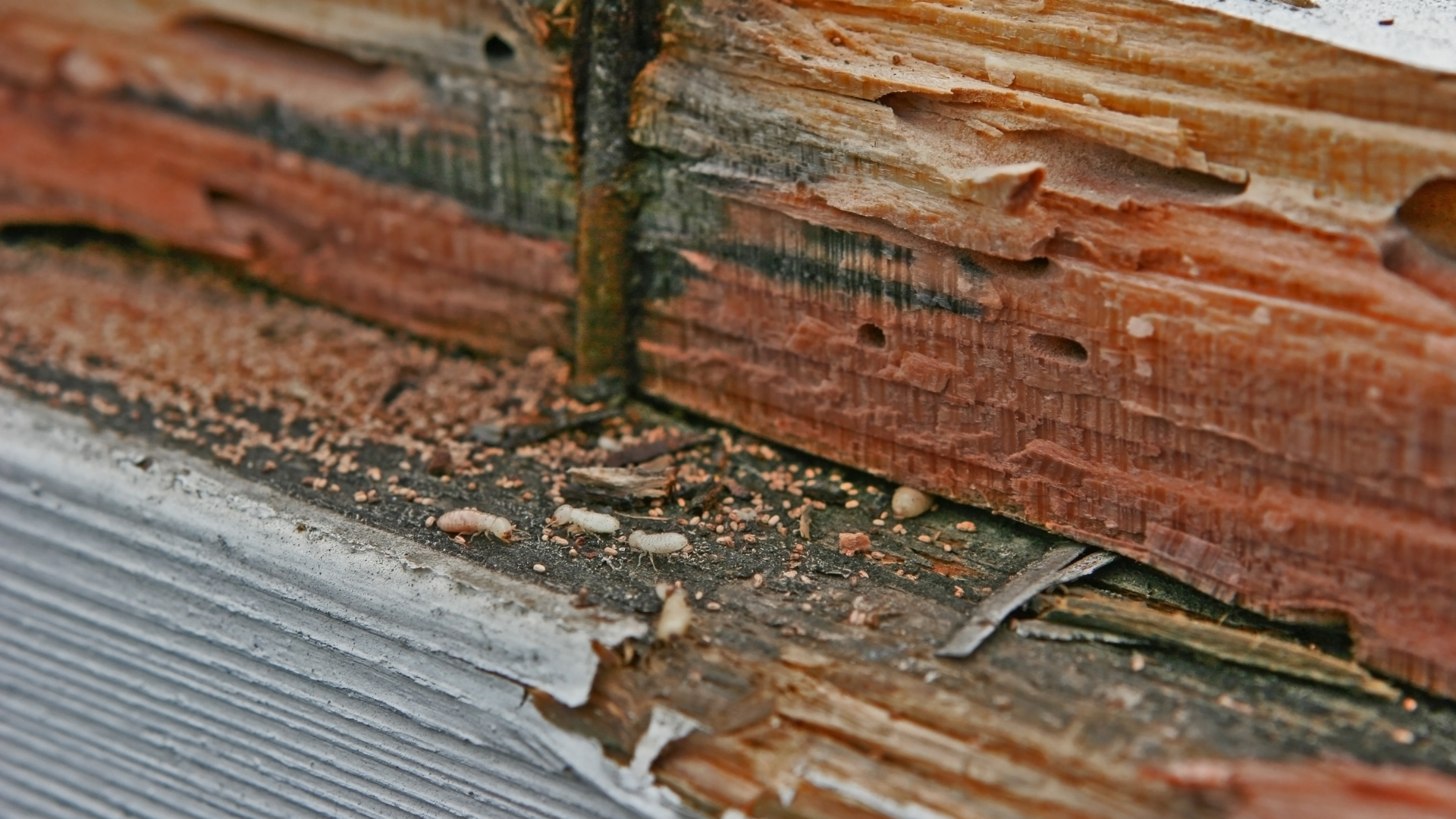 humidité termites hérault - France Traitements