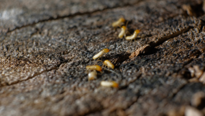 termites bois sec hérault - France Traitements
