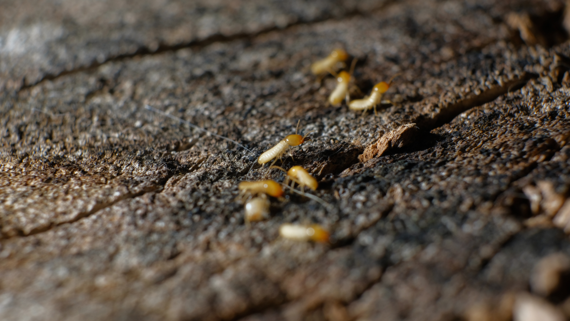 termites bois sec hérault - France Traitements
