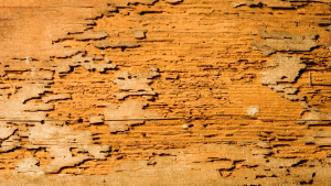 garantie traitement termites gard - France Traitements