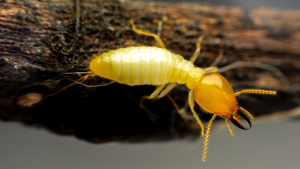produits anti termites hérault - France Traitements