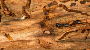 termites reticulitermes Nîmes - France Traitements