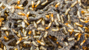 zones termites gard - France Traitements