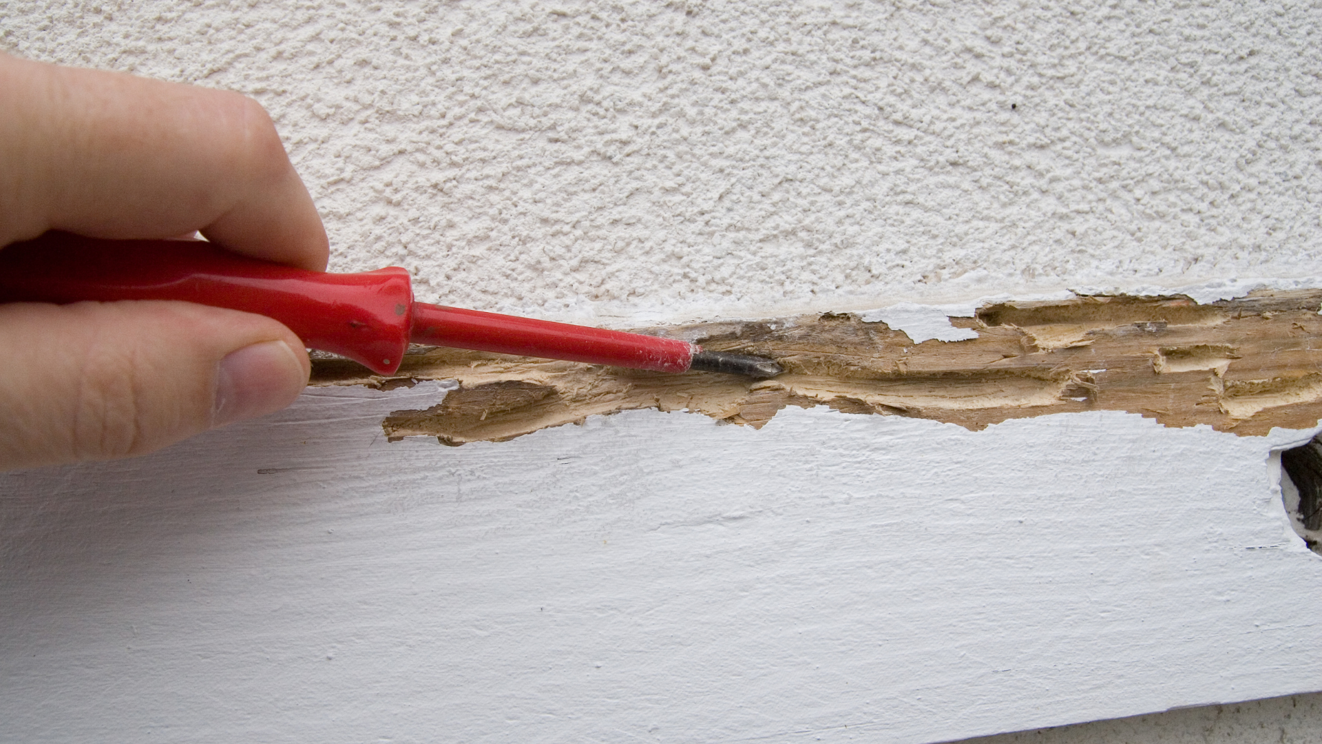 termites-construction-neuve-hérault-france-traitements