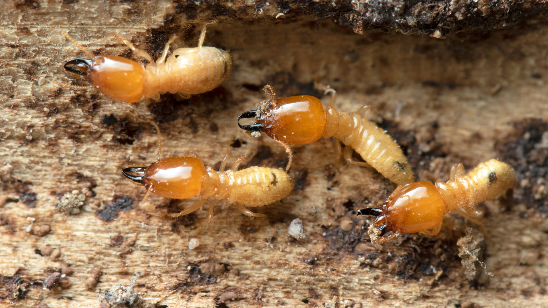 urgence-termites-gard-france-traitements