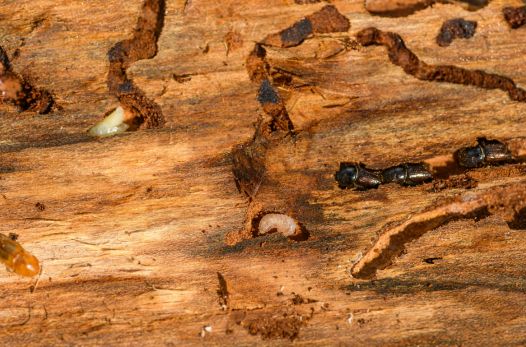 Termite et de Charpente dans la Drôme