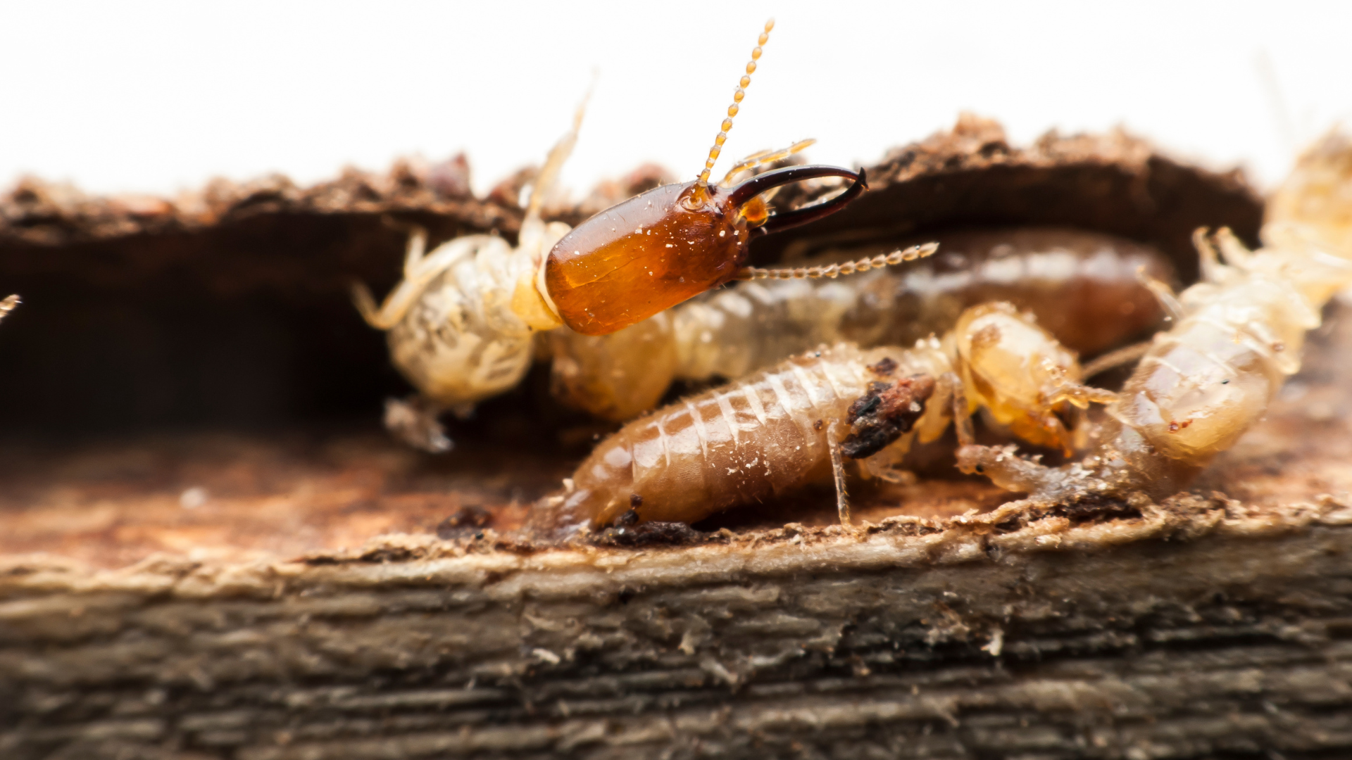 assurance-dommages-termites-hérault
