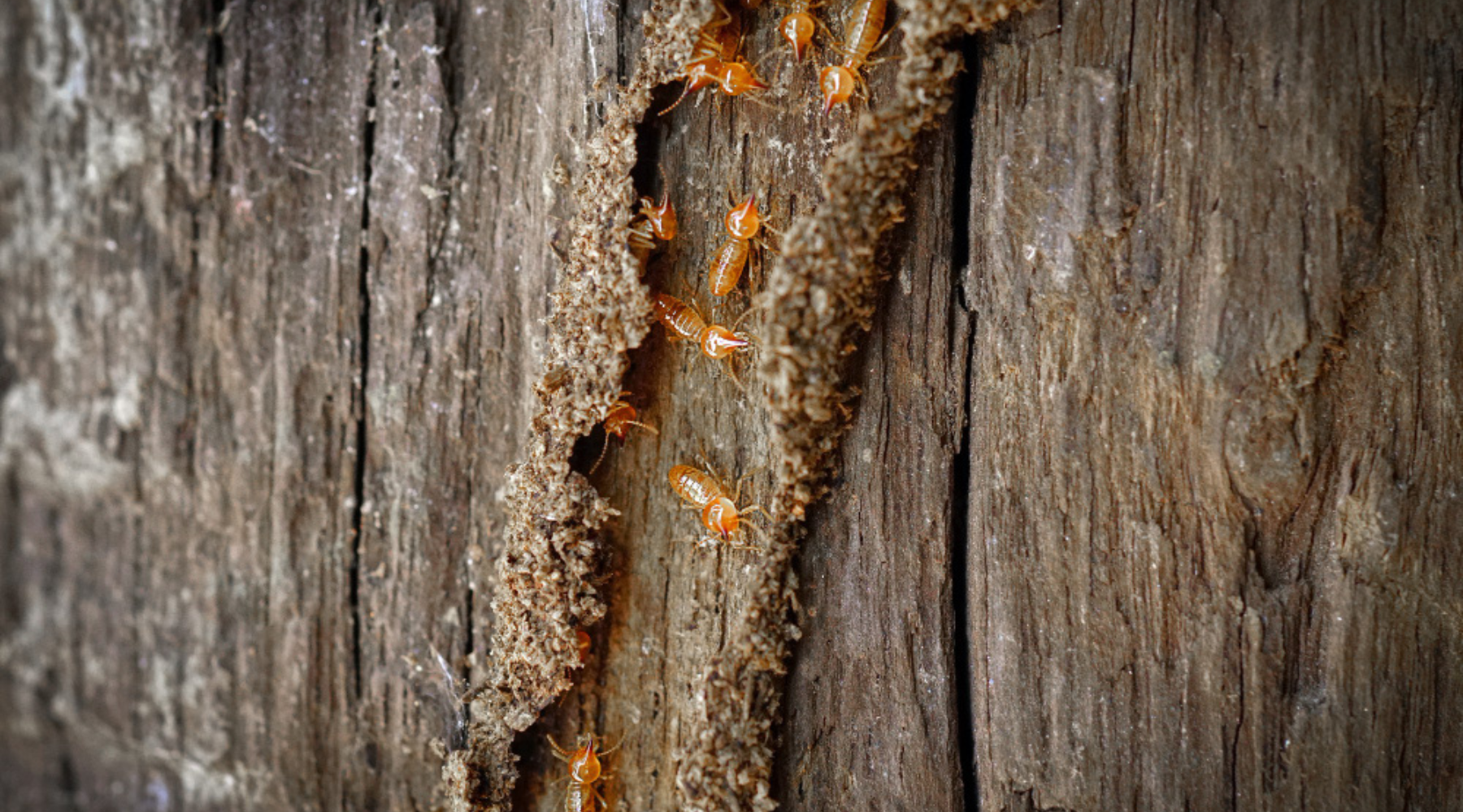 Images Blogs France Traitements 2026 00005