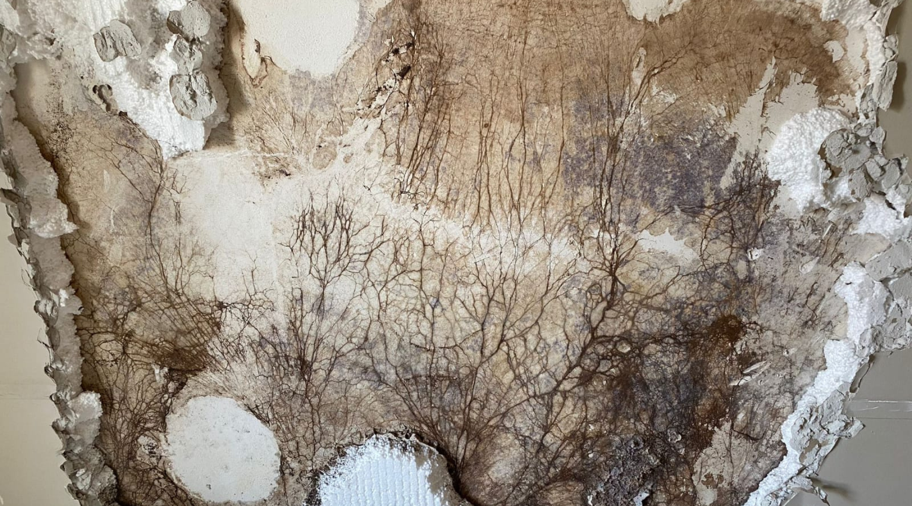 traitement champignon Aude