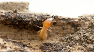 traitement termites Gard