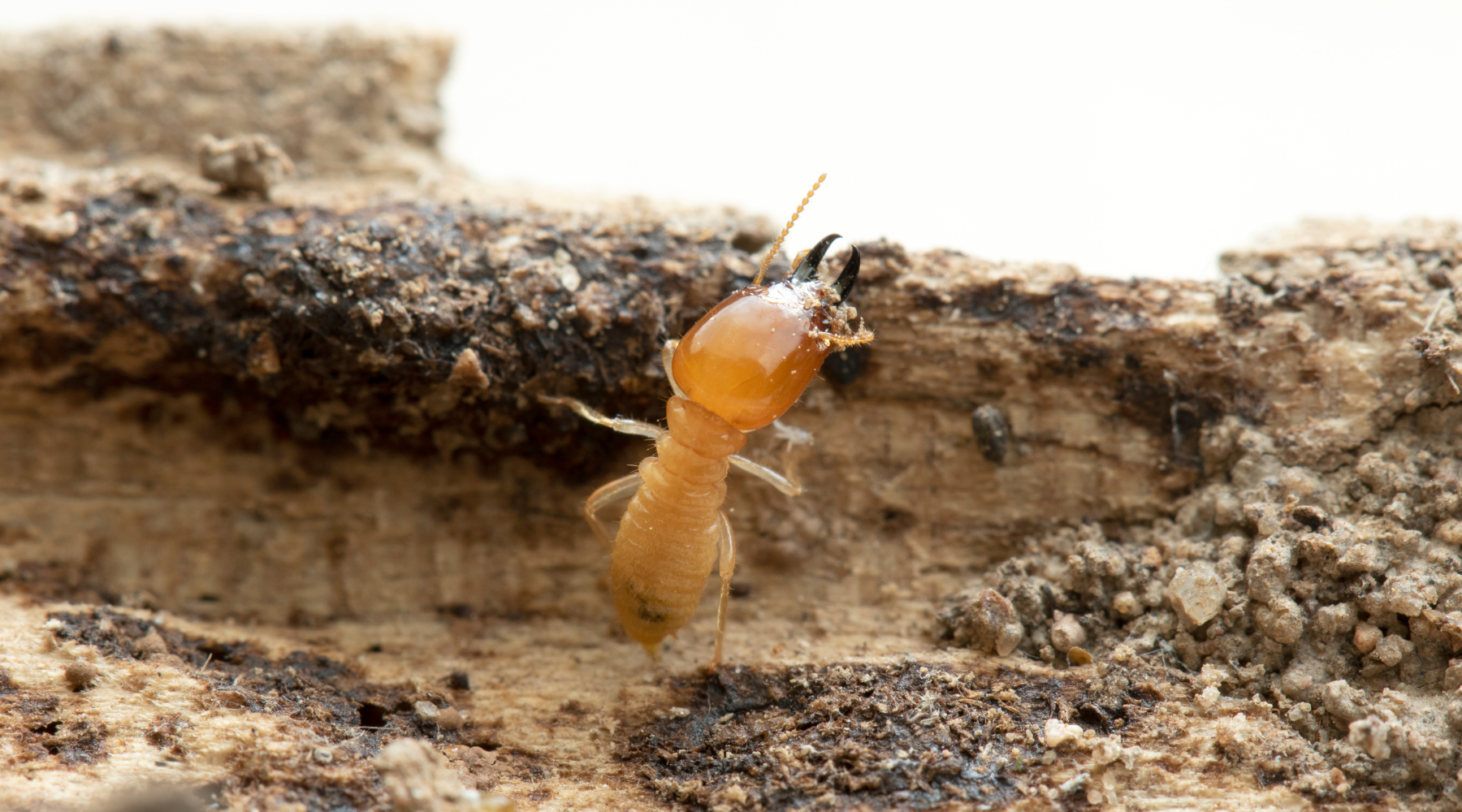 traitement termites Gard
