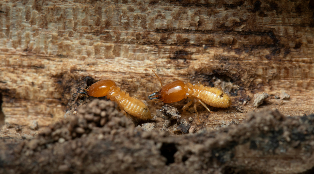 traitement termites Gironde