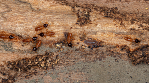 traitement termites Toulouse