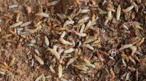 Traitement termites à Bordeaux : votre allié contre les infestations en Gironde