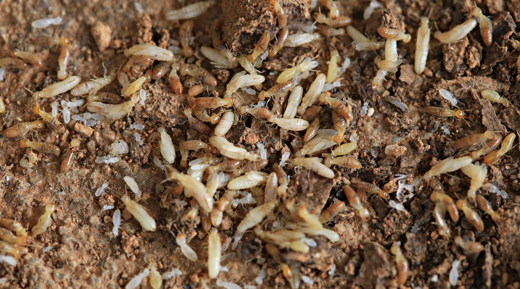 Traitement termites à Bordeaux : votre allié contre les infestations en Gironde